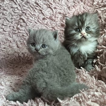 Cuccioli Scottish Fold e Higland (1)