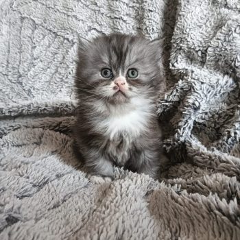 Cuccioli Scottish Fold e Higland 2