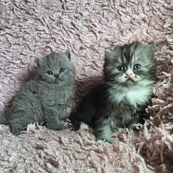 Cuccioli Scottish Fold e Higland 3