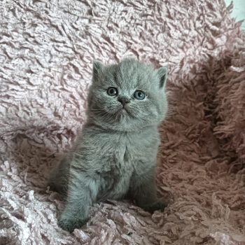 Cuccioli Scottish Fold e Higland 4